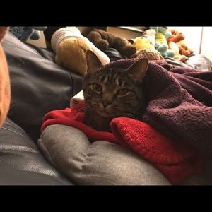 Meet your Posher, Amy